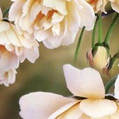 Кухонный фартук Цветы 066 МДФ матовый (3000) Flowers в Надыме - nadym.mebel24.online | фото