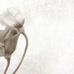 Кухонный фартук Цветы 069 МДФ матовый (3000) Flowers в Надыме - nadym.mebel24.online | фото 1