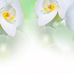 Кухонный фартук Цветы 327 МДФ матовый (3000) Flowers в Надыме - nadym.mebel24.online | фото