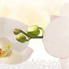 Кухонный фартук Цветы 328 МДФ матовый (3000) Flowers в Надыме - nadym.mebel24.online | фото